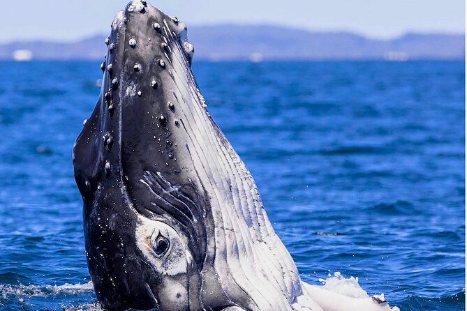 Observe and Swim with Whales in Tahiti - Price and value: $169.10 for a focused, guided wildlife outing