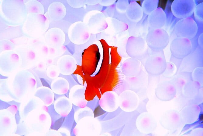 Okinawa:Kerama Islands experience Diving/Snorkeling/WhaleWatching - Key highlights you’ll feel on this Kerama day