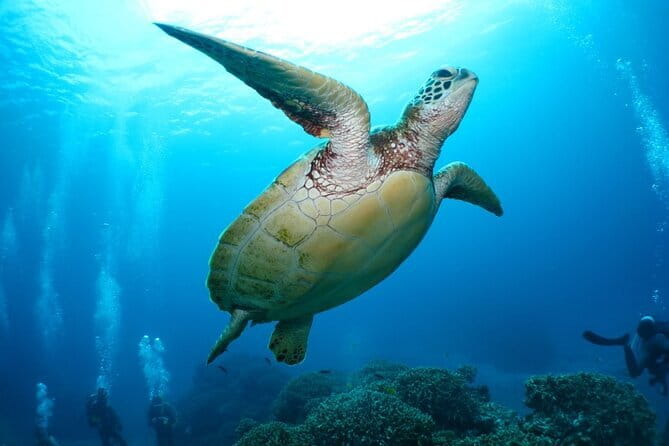 Okinawa:Kerama Islands experience Diving/Snorkeling/WhaleWatching - The on-water plan: how snorkeling and first-time scuba work together