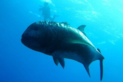 Okinawa:Kerama Islands experience Diving/Snorkeling/WhaleWatching - Whale watching in winter: January 12 to March 31 expectations