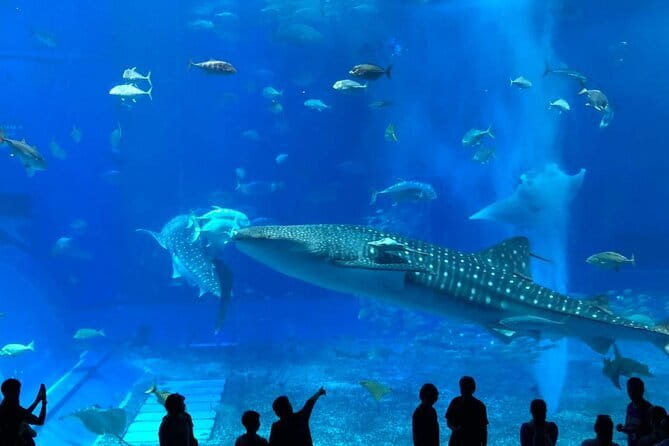 Okinawa:Kerama Islands experience Diving/Snorkeling/WhaleWatching - Safety and gear rules you should not skip