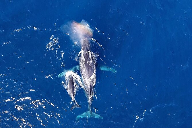 Okinawa Whale Watching From Naha - Key things to know before you go