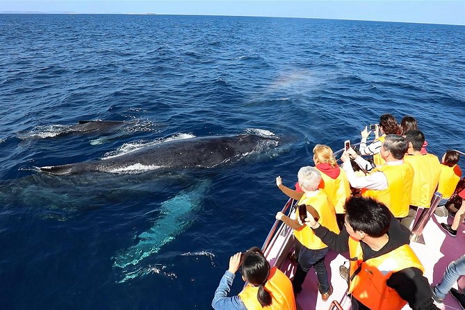 Okinawa Whale Watching From Naha - Why winter whale watching from Naha feels like a real mission