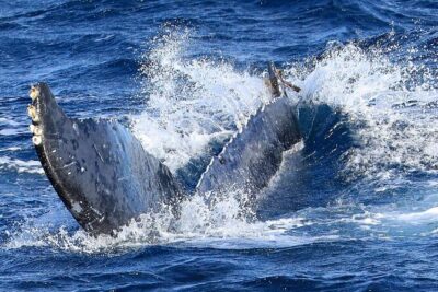 Okinawa Whale Watching From Naha - Marine Club Berry Naha: start point, size, and what you’ll get