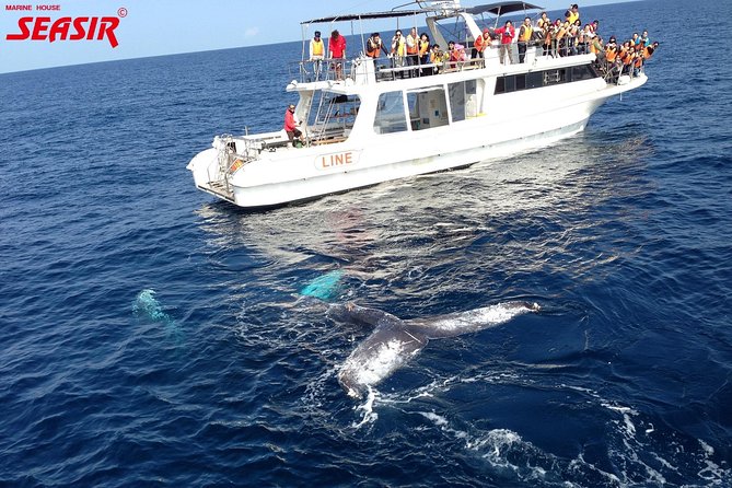 Okinawa Whale Watching From Naha - The guide experience: more than facts, less guesswork