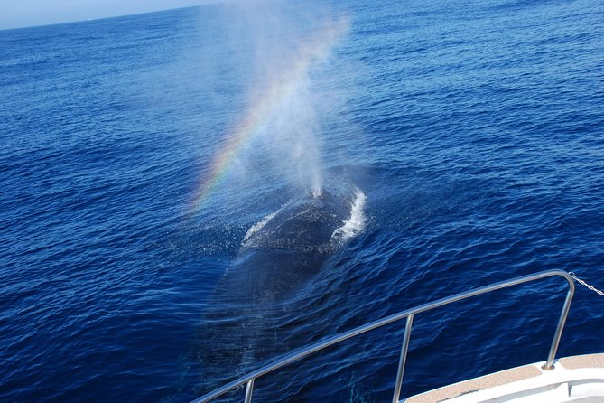 Okinawa Whale Watching From Naha - Dress for wind, warmth, and deck time
