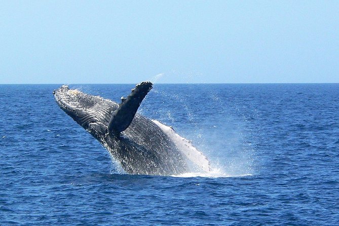 Okinawa Whale Watching From Naha - How the value stacks up for $38.22