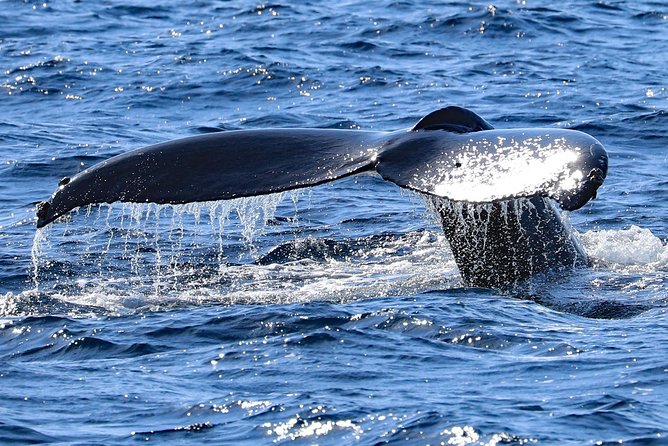 Okinawa Whale Watching From Naha - Who should book this Okinawa whale tour