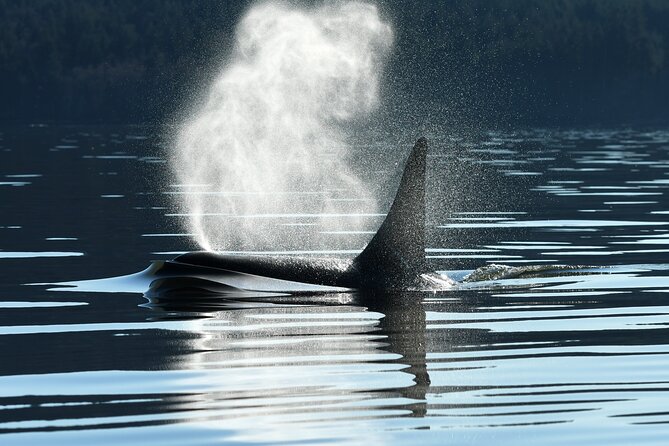 Only Wildlife and Whale Watching Tour Leaving from Seattle - Key things to know before you go