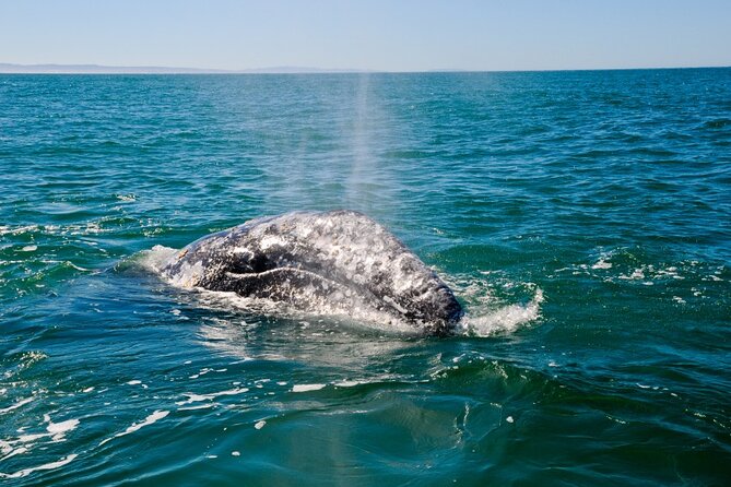 Only Wildlife and Whale Watching Tour Leaving from Seattle - What the FRS Clipper ride feels like: seating, deck views, and food