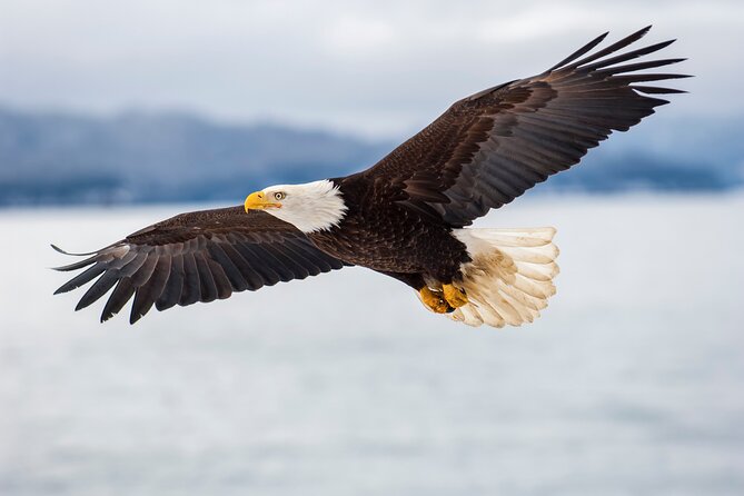 Only Wildlife and Whale Watching Tour Leaving from Seattle - Learning on the water: what the naturalist adds (and what it won’t)