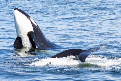 Only Wildlife and Whale Watching Tour Leaving from Seattle - From Elliott Bay to the Salish Sea: your realistic itinerary day