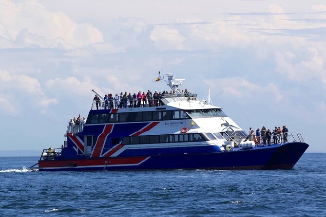 Only Wildlife and Whale Watching Tour Leaving from Seattle - Seating and photos: standard vs premium, and the “gotcha” about image sales