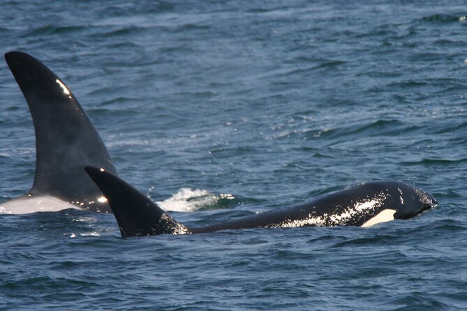 Only Wildlife and Whale Watching Tour Leaving from Seattle - Staying comfortable in real Seattle weather and real boat motion