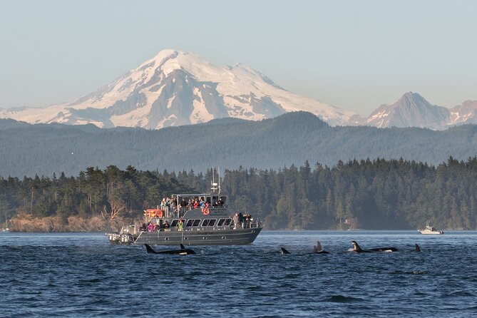 Orcas Island Whale Watching - Key Takeaways Before You Go