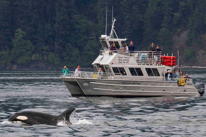 Orcas Island Whale Watching - Orcas Island and the San Juans: Why This Cruise Works