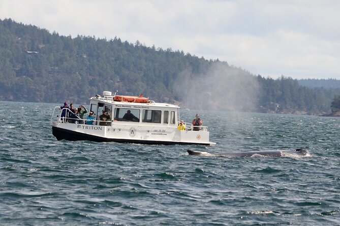Orcas Island Whale Watching - The 3.5-Hour Cruise: Fast Boats, Real Viewing Time