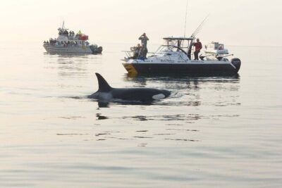 Orcas Island Whale Watching - Getting to Orcas Island Without Losing Your Day