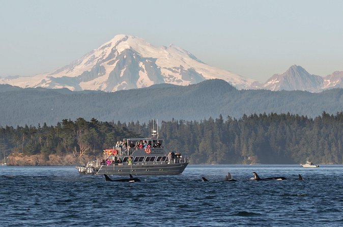 Orcas Island Whale Watching - How the Crew Finds Orcas (And Why You’ll Stay Interested)