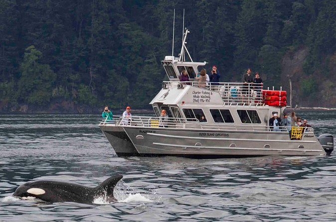 Orcas Island Whale Watching - What You Can Reasonably See: More Than Killer Whales