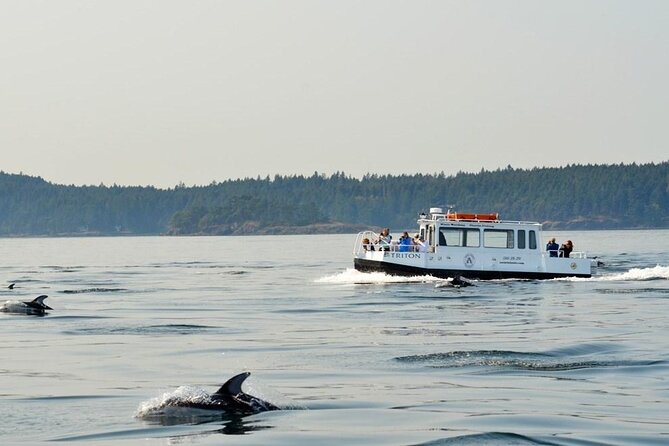 Orcas Island Whale Watching - The Real Value: Comfort, Crew Energy, and Photo-Friendly Help
