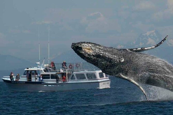 Orcas Island Whale Watching - Price and Value: Is $119 Worth It?