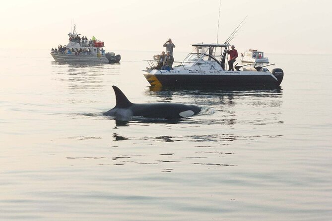 Orcas Island Whale Watching - Getting to Orcas Island Without Losing Your Day