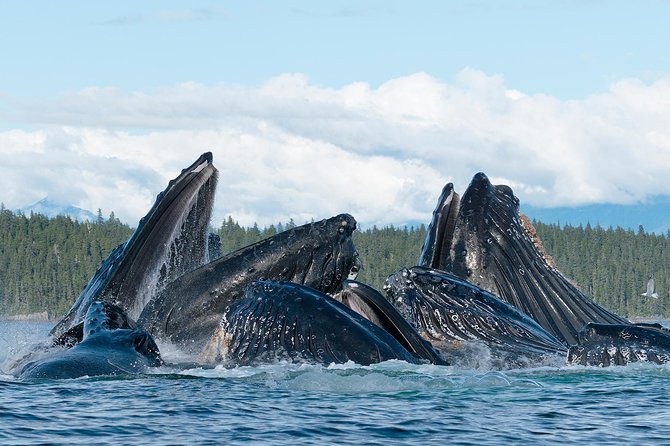 Paddle with Whales Kayak Adventure Juneau - Kayaking for Humpbacks: How the Feeding-Ground Adventure Works