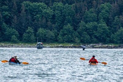 Paddle with Whales Kayak Adventure Juneau - Inside Passage Boat Ride: Your First Look at the Remote Side of Southeast Alaska