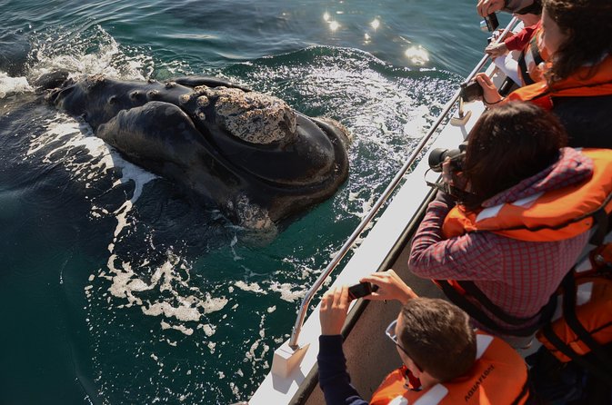 Peninsula Valdes Tour with Optional Whale Watching - Key highlights you’ll actually feel