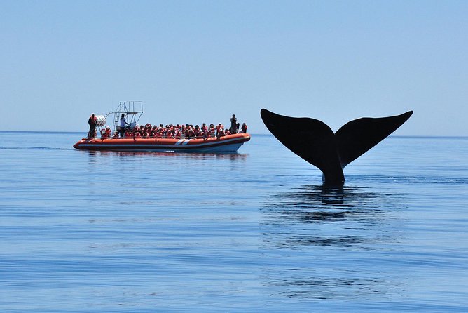 Peninsula Valdes Tour with Optional Whale Watching - Who this tour suits best (and who might be frustrated)
