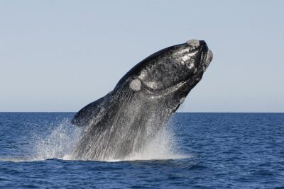 Peninsula Valdes Tour with Optional Whale Watching - Istmo Ameghino visitor center: the geology lesson that makes the rest better