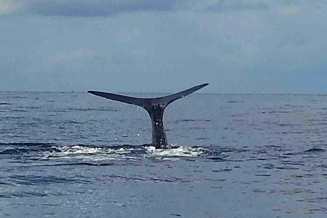 PH Whale Watch & Dolphin Cruise in Dominica - Key things to know before you go