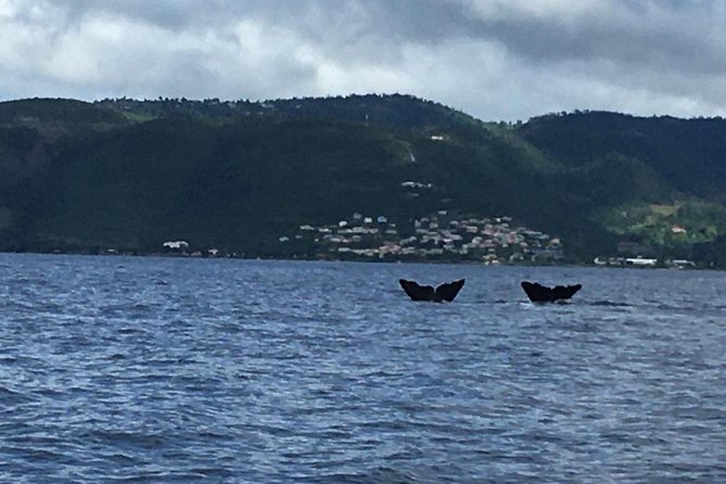 PH Whale Watch & Dolphin Cruise in Dominica - Why this Dominica whale watch feels different from the big-deck tours
