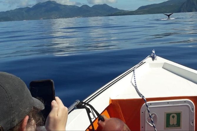 PH Whale Watch & Dolphin Cruise in Dominica - The 3-hour on-the-water plan: what the crew actually does