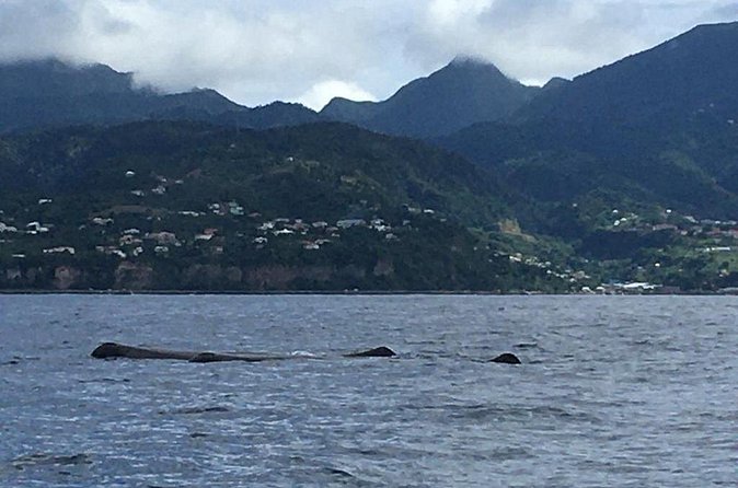 PH Whale Watch & Dolphin Cruise in Dominica - How the crew boosts your odds: hydrophone, radio contact, and persistence