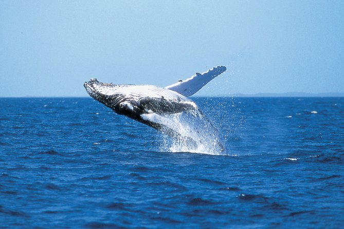 Phillip Island Whale Watching Tour - The quick take: what this Phillip Island whale cruise is really like