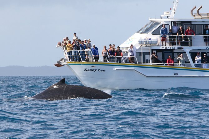 Phillip Island Whale Watching Tour - Price and value: what $125.52 covers (and why it can be worth it)