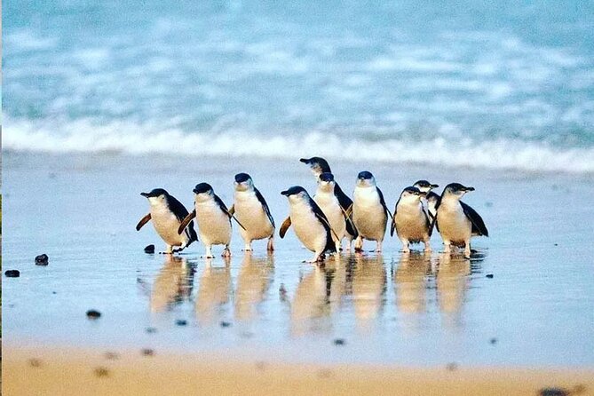 Phillip Island Whale Watching Tour - Stop 2 at Cape Woolamai: where the search gets serious