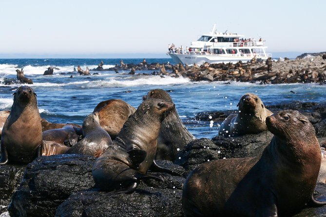 Phillip Island Whale Watching Tour - The whales you’re hoping for: humpbacks, southern right, and the real odds
