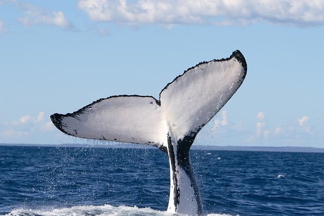 Phillip Island Whale Watching Tour - Dolphins, seabirds, and seals: how the boat’s “wildlife mix” works