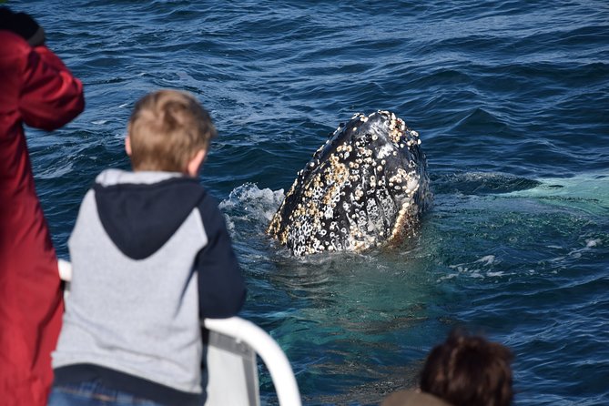 Phillip Island Whale Watching Tour - Food and comfort: morning tea included, plus real-world warmth tips