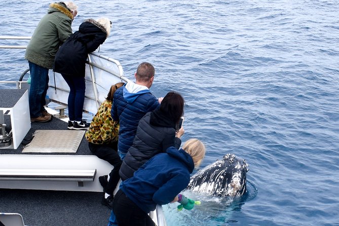 Phillip Island Whale Watching Tour - Getting there: Rhyll start, 8:30am timing, and what to expect onboard