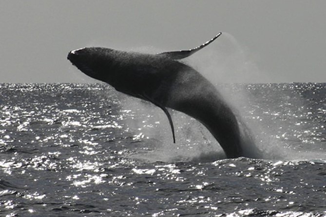 Poipu Sea Kayak Tour: Turtle, Dolphins and Snorkel - Key things to know before you go