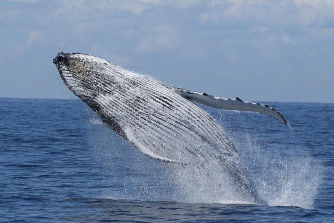 Port Stephens: Whale Watching Cruise - Why May to November whale season is the whole story