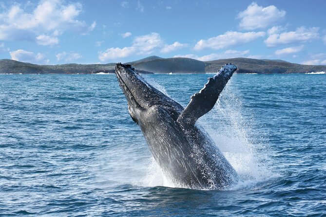 Port Stephens: Whale Watching Cruise - Getting on board at Nelson Bay’s D’Albora Marina (and picking the right time)