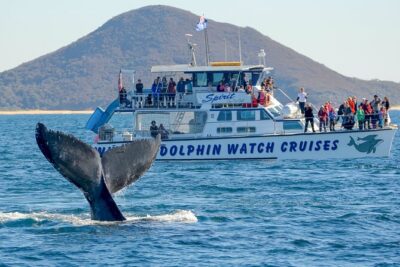 Port Stephens: Whale Watching Cruise - Hinchinbrook Explorer vs MV Spirit: which boat fits your style?