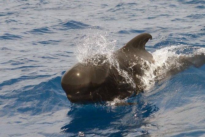 Private 2 hour Whale Watching Tour - The onboard biologist and safety-first briefing that shapes your whole outing