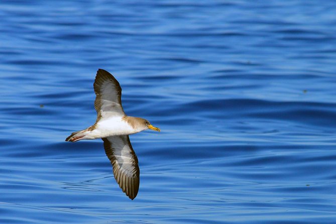 Private 2 hour Whale Watching Tour - What you might see in Tenerife waters (and how the guide helps you notice)