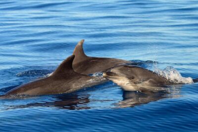 Private 2 hour Whale Watching Tour - Hydrophone moments: when you hear whales and dolphins, not just see them